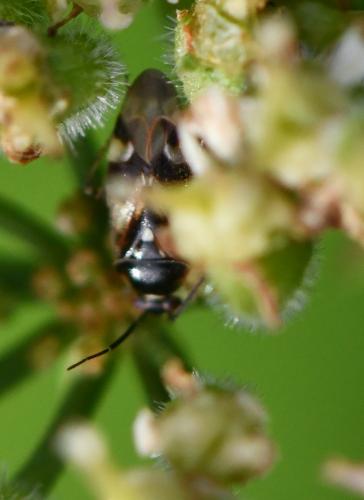 Réf. 243 538 : Orthops sp.